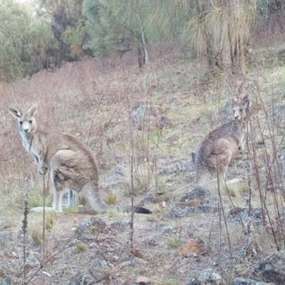 Macropus giganteus (Eastern Grey Kangaroo) at Lyons, ACT - 6 Oct 2023 by John.Butcher