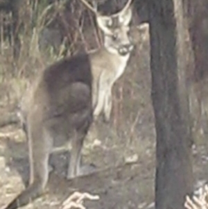 Macropus giganteus at Lyons, ACT - 6 Oct 2023 05:44 PM