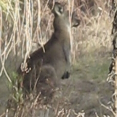 Macropus giganteus at Lyons, ACT - 6 Oct 2023 05:44 PM