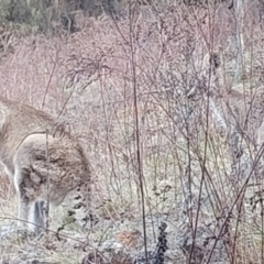 Macropus giganteus at Lyons, ACT - 6 Oct 2023 05:44 PM