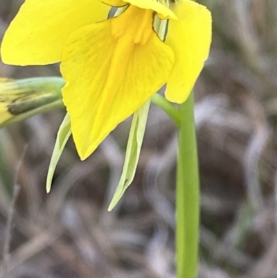 Diuris amabilis (Large Golden Moth) at Turallo Nature Reserve - 2 Oct 2023 by Tapirlord