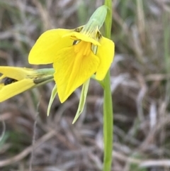 Diuris amabilis at Bungendore, NSW - 3 Oct 2023