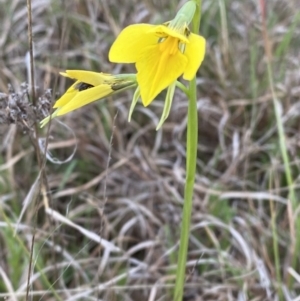 Diuris amabilis at Bungendore, NSW - 3 Oct 2023