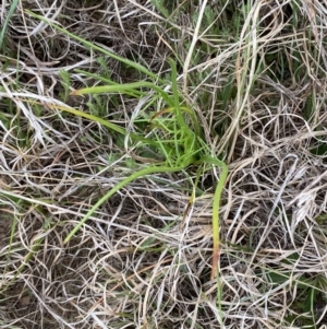 Eryngium ovinum at Bungendore, NSW - suppressed