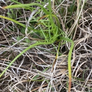 Eryngium ovinum at Bungendore, NSW - suppressed