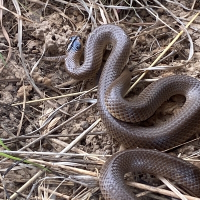 Parasuta flagellum (Little Whip-snake) at QPRC LGA - 2 Oct 2023 by Tapirlord