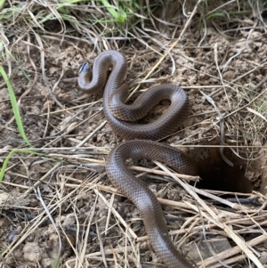 Parasuta flagellum at Bungendore, NSW - suppressed