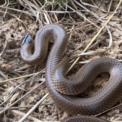 Parasuta flagellum at Bungendore, NSW - 3 Oct 2023