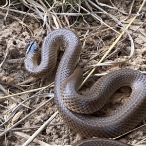 Parasuta flagellum at Bungendore, NSW - 3 Oct 2023