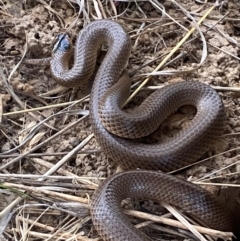 Parasuta flagellum at Bungendore, NSW - 3 Oct 2023