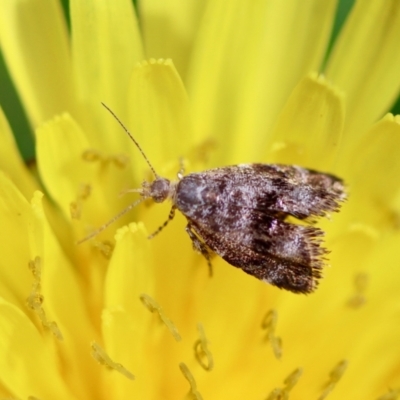 Asterivora (genus) (A Metalmark moth (Choreutidae)) at QPRC LGA - 6 Oct 2023 by LisaH