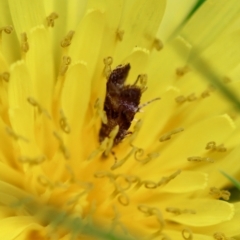 Asterivora (genus) at Mongarlowe, NSW - suppressed