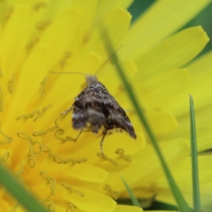 Asterivora (genus) at Mongarlowe, NSW - suppressed