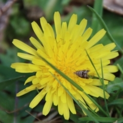 Asterivora (genus) at Mongarlowe, NSW - suppressed