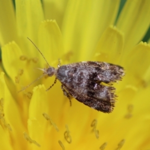 Asterivora (genus) at Mongarlowe, NSW - suppressed