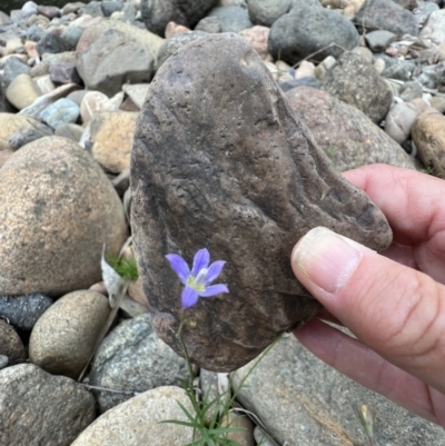 Wahlenbergia gracilis (Australian Bluebell) at Berremangra, NSW - 3 Oct 2023 by SimoneC