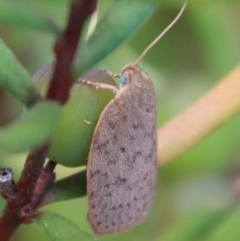 Garrha repandula (a Concealer Moth) at Mongarlowe River - 6 Oct 2023 by LisaH