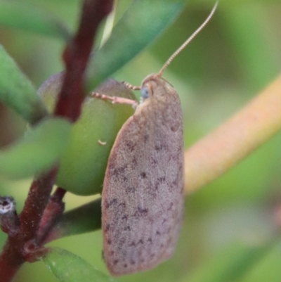 Garrha repandula (a Concealer Moth) at QPRC LGA - 6 Oct 2023 by LisaH
