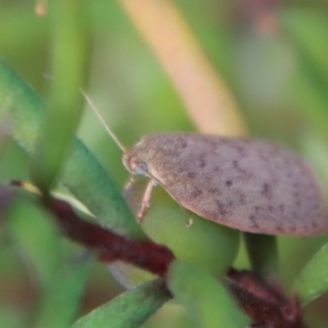 Garrha repandula at Mongarlowe, NSW - 6 Oct 2023