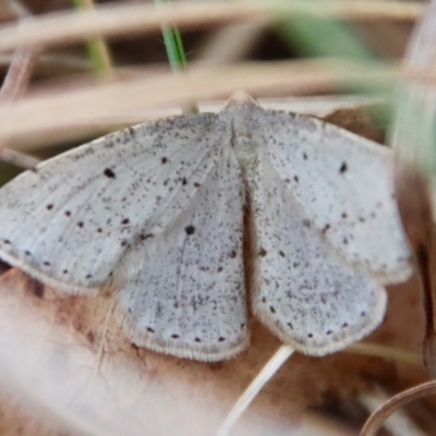 Taxeotis exsectaria (Ochre-headed Taxeotis) at Mongarlowe River - 6 Oct 2023 by LisaH