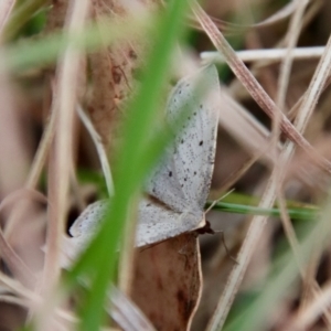 Taxeotis exsectaria at Mongarlowe, NSW - suppressed