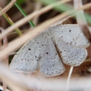 Taxeotis exsectaria at Mongarlowe, NSW - suppressed