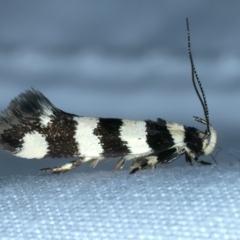 Macrobathra platychroa (A Gelechioid moth (Cosmopterigidae)) at Hackett, ACT - 3 Oct 2023 by jb2602