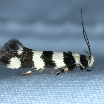 Macrobathra platychroa (A Gelechioid moth (Cosmopterigidae)) at Majura, ACT - 3 Oct 2023 by jb2602