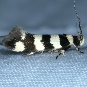 Macrobathra platychroa at Hackett, ACT - 3 Oct 2023