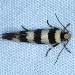 Macrobathra platychroa at Hackett, ACT - 3 Oct 2023