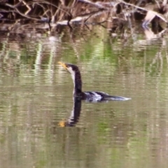 Microcarbo melanoleucos (Little Pied Cormorant) at QPRC LGA - 6 Oct 2023 by LisaH