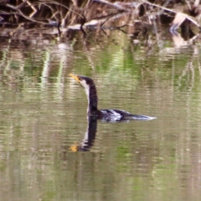 Microcarbo melanoleucos (Little Pied Cormorant) at Charleys Forest, NSW - 6 Oct 2023 by LisaH