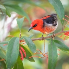 Myzomela sanguinolenta (Scarlet Honeyeater) at Acton, ACT - 6 Oct 2023 by Terrylee