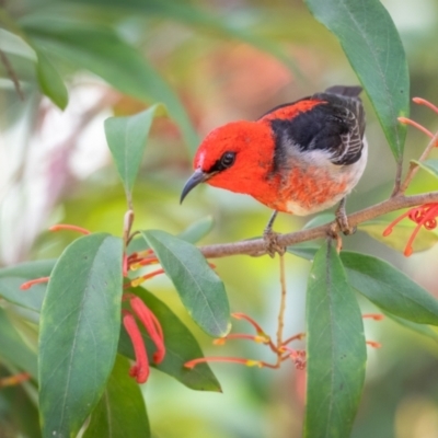 Myzomela sanguinolenta (Scarlet Honeyeater) at ANBG - 6 Oct 2023 by Terrylee