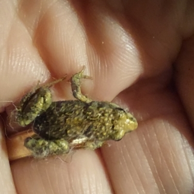 Crinia signifera (Common Eastern Froglet) at Lyons, ACT - 6 Oct 2023 by John.Butcher