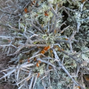 Melicytus angustifolius subsp. divaricatus at Cooleman, NSW - 27 Sep 2023