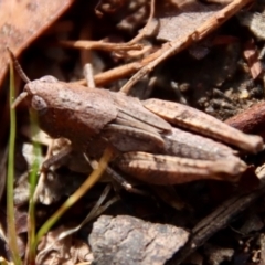 Phaulacridium vittatum (Wingless Grasshopper) at Mongarlowe, NSW - 6 Oct 2023 by LisaH