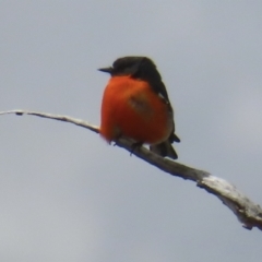 Petroica phoenicea (Flame Robin) at Namadgi National Park - 27 Sep 2023 by RobParnell