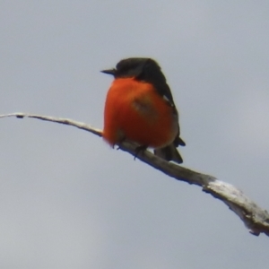 Petroica phoenicea at Rendezvous Creek, ACT - 27 Sep 2023