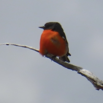 Petroica phoenicea (Flame Robin) at Rendezvous Creek, ACT - 27 Sep 2023 by RobParnell