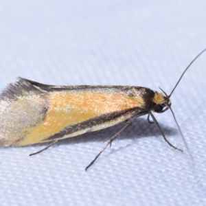 Philobota undescribed species near arabella at Greenleigh, NSW - 6 Oct 2023