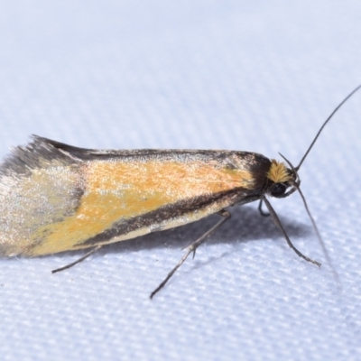 Philobota undescribed species near arabella (A concealer moth) at Greenleigh, NSW - 6 Oct 2023 by DianneClarke