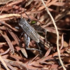 Bobilla sp. (genus) (A Small field cricket) at Mongarlowe River - 6 Oct 2023 by LisaH