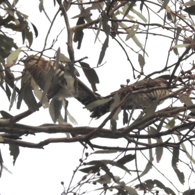 Chrysococcyx basalis (Horsfield's Bronze-Cuckoo) at Lions Youth Haven - Westwood Farm A.C.T. - 6 Oct 2023 by HelenCross