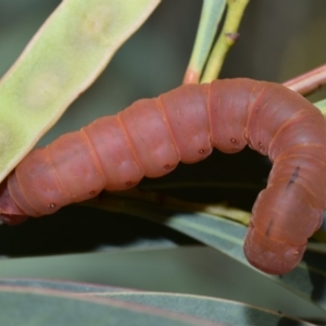 Capusa stenophara at Greenleigh, NSW - suppressed