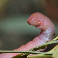 Capusa stenophara at Greenleigh, NSW - suppressed