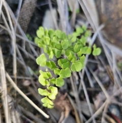 Adiantum aethiopicum (Common Maidenhair Fern) at Pebbly Beach, NSW - 6 Oct 2023 by Csteele4