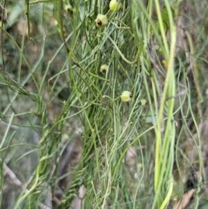 Cassytha pubescens at Buckenbowra, NSW - 6 Oct 2023 06:24 PM