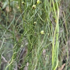 Cassytha pubescens (Devil's Twine) at Buckenbowra, NSW - 6 Oct 2023 by Csteele4