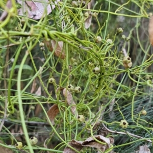 Cassytha pubescens at Buckenbowra, NSW - 6 Oct 2023 06:24 PM